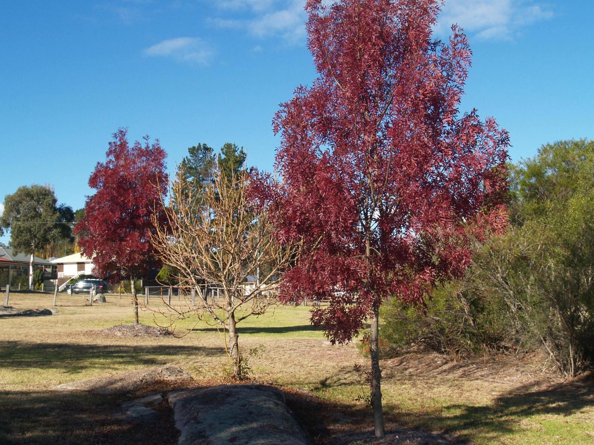 Boulevard Motel Stanthorpe Exteriér fotografie